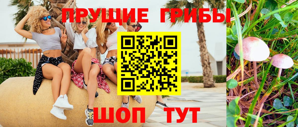 Галлюциногенные грибы Psilocybine cubensis Ефремов